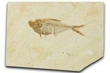 Detailed Fossil Fish (Diplomystus) - Wyoming #354062-1